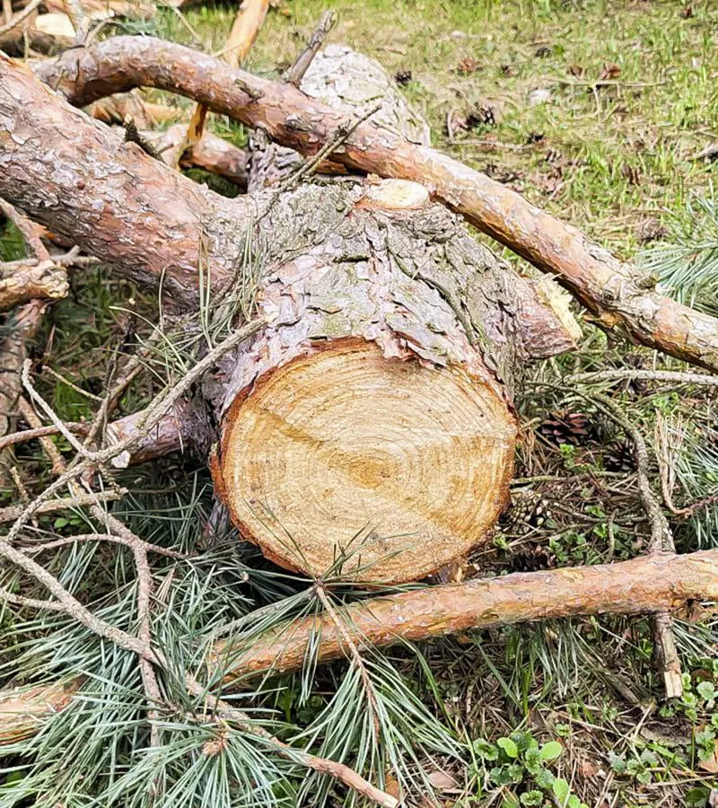 Спил ствола высокой сосны